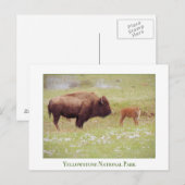 Postale Carte du parc national de Yellowstone avec bison e (Devant / Derrière)