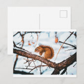Postale Carte Écureuil roux (Devant / Derrière)