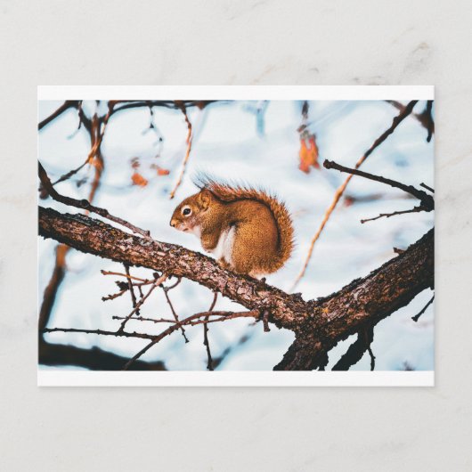 Postale Carte Écureuil roux (Devant)