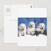 Postale Carte esquimaude américaine de chiot (Devant / Derrière)