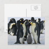 Postale Carte famille Penguin (Devant / Derrière)