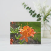Postale Carte Flame Azalea Spring Post (Debout devant)