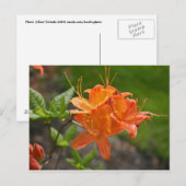 Postale Carte Flame Azalea Spring Post (Devant / Derrière)
