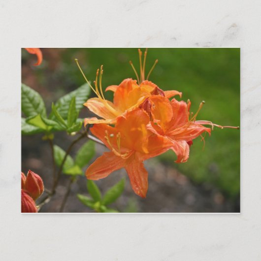 Postale Carte Flame Azalea Spring Post (Devant)