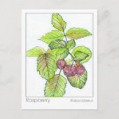 Postale Carte Flash Raspberry Materia Medica Herbal Study (Devant)