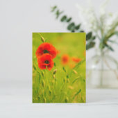 Postale Carte - fleurs de coquelicots (Debout devant)