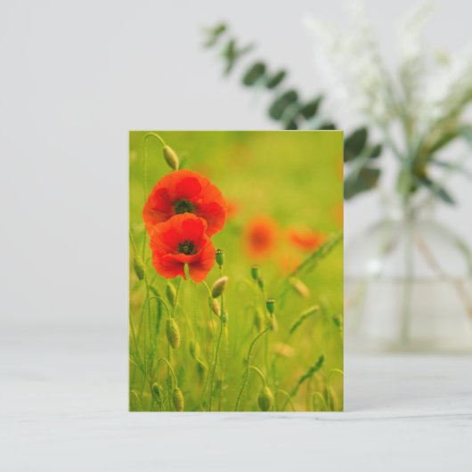 Postale Carte - fleurs de coquelicots (Debout devant)
