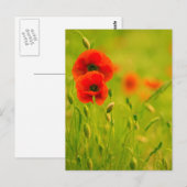 Postale Carte - fleurs de coquelicots (Devant / Derrière)