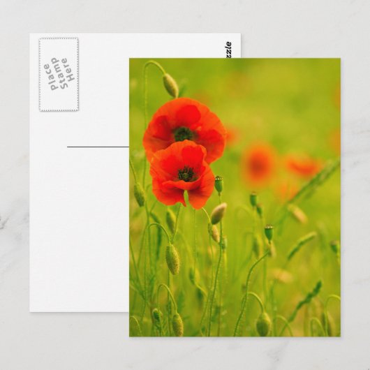 Postale Carte - fleurs de coquelicots (Devant / Derrière)