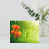 Postale Carte - fleurs de coquelicots (Debout devant)