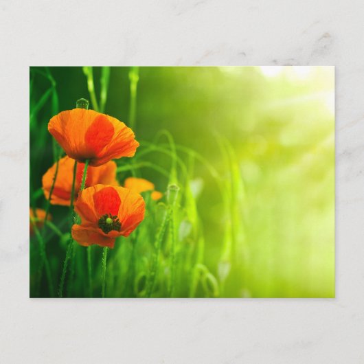 Postale Carte - fleurs de coquelicots (Devant)