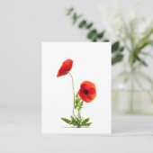 Postale Carte - Fleurs de coquelicots fond blanc (Debout devant)