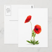 Postale Carte - Fleurs de coquelicots fond blanc (Devant / Derrière)