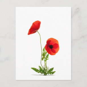 Postale Carte - Fleurs de coquelicots fond blanc