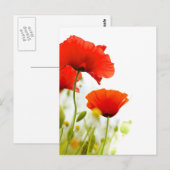 Postale Carte - fleurs de coquelicots fond blanc (Devant / Derrière)
