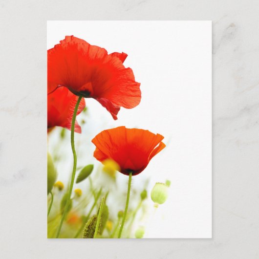 Postale Carte - fleurs de coquelicots fond blanc (Devant)