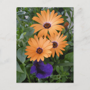 Postale Carte Fleurs de ressort
