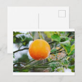 Postale Carte Florida Orange Post (Devant / Derrière)