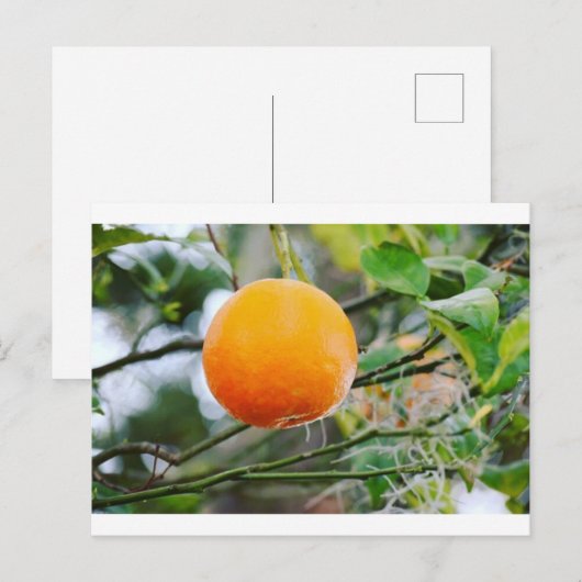 Postale Carte Florida Orange Post (Devant / Derrière)