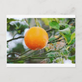 Postale Carte Florida Orange Post (Devant)