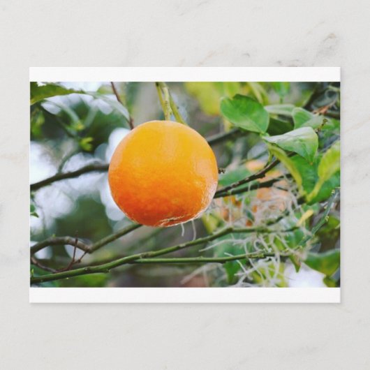 Postale Carte Florida Orange Post (Devant)