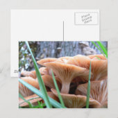 Postale Carte Forêt de champignons (Devant / Derrière)