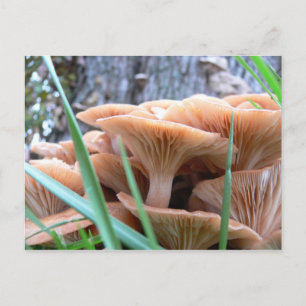 Postale Carte Forêt de champignons