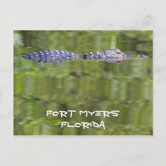 Postale Carte Fort Myers Alligator (Devant)
