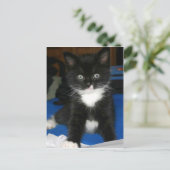 Postale Carte Fuzzy Kitten (Debout devant)