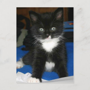 Postale Carte Fuzzy Kitten