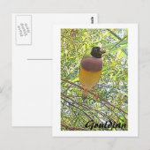 Postale Carte Gouldian (Devant / Derrière)