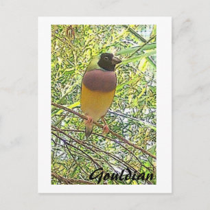 Postale Carte Gouldian