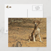 Postale Carte Idi du Sahel (Devant / Derrière)