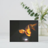 Postale Carte Koi Post non écrasée (Debout devant)