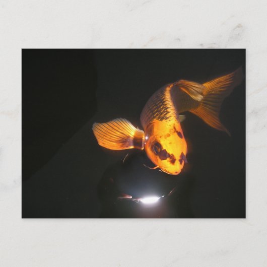 Postale Carte Koi Post non écrasée (Devant)