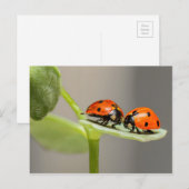 Postale Carte Ladybugs (Devant / Derrière)