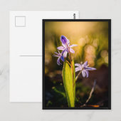 Postale Carte le Scille (Devant / Derrière)