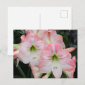 Postale Carte Lys (Devant / Derrière)