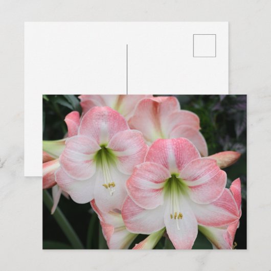 Postale Carte Lys (Devant / Derrière)