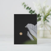 Postale Carte Moonflower (Debout devant)