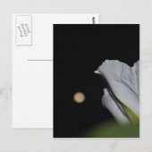 Postale Carte Moonflower (Devant / Derrière)