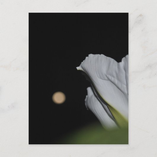 Postale Carte Moonflower (Devant)