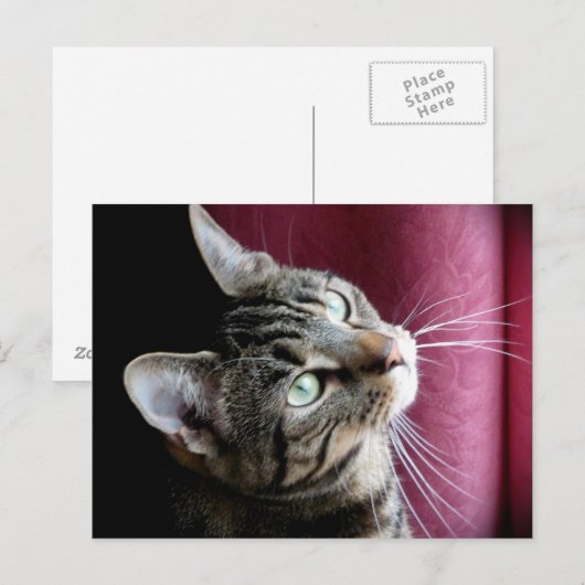 Postale Carte Note Tabby cat (Devant / Derrière)