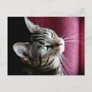 Postale Carte Note Tabby cat