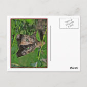 Postale Carte Panier (Dos)