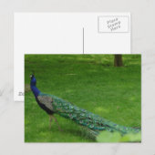 Postale Carte paon colorée (Devant / Derrière)