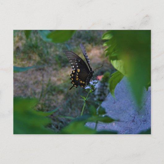 Postale Carte papillon (Devant)