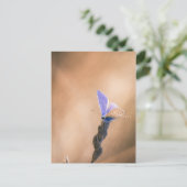 Postale Carte papillon Argus bleu (Debout devant)