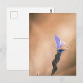 Postale Carte papillon Argus bleu (Devant / Derrière)