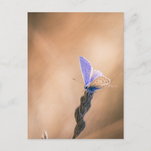 Postale Carte papillon Argus bleu (Devant)